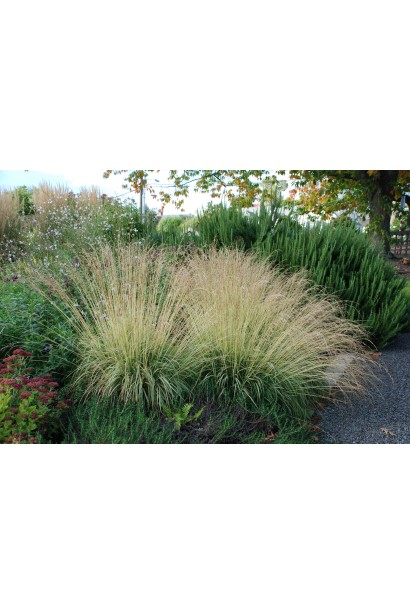 Молінія блакитна в ландшафті